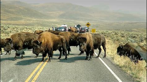 Huge Bison Herd Crosses Road - Yellowstone National Park - YouTube