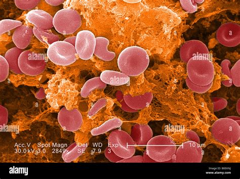 Scanning Electron Microscope Blood Cell