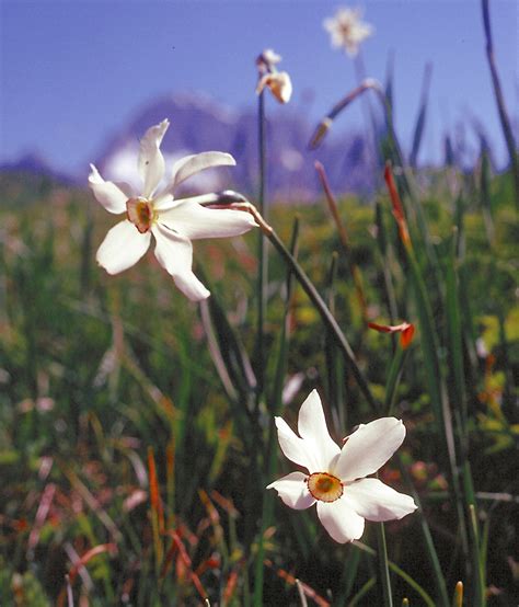 Flower Gallery :: Amaryllidaceae :: 204_03