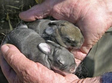 Can You Hold A Wild Baby Bunny | 1000 Animal