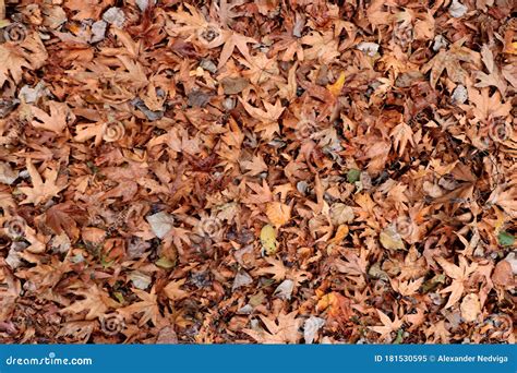 Dry leaves texture. stock image. Image of dusty, flora - 181530595