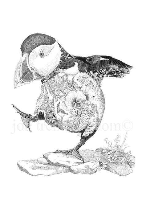 Puffin Drawing at GetDrawings | Free download