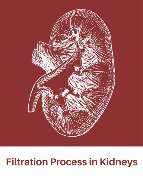 Kidney Filtration Process