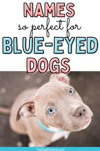 These Blue Eyed Dog Names Could Be Perfect for your Pup - The Dog Darling