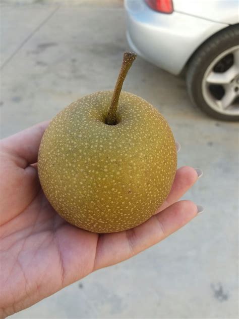 Apple pear hybrid - 9GAG