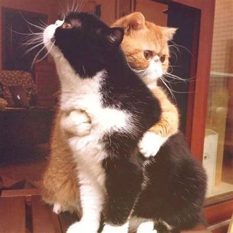 24 Images Of Cats Hugging Other Cats That Will Hug Your Heart | CutesyPooh | Cat hug, Funny ...