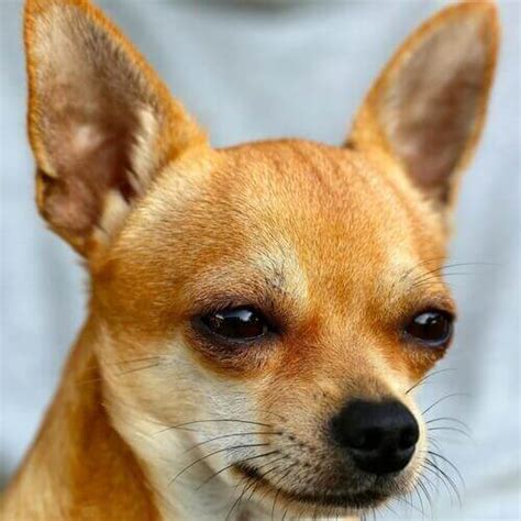 How To Care For Chihuahuas | VIDA Veterinary Care