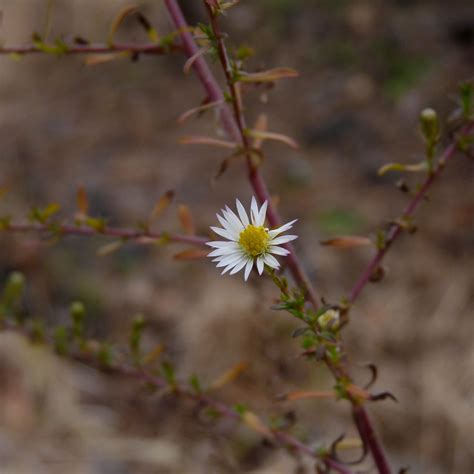 Small White Aster | Dendroica cerulea | Flickr