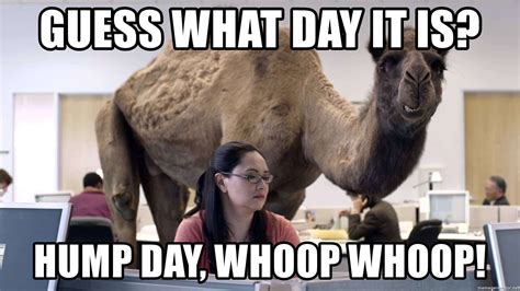 Hump day | Funny happy, Funny pictures, Funny memes