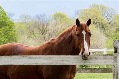 Horse In Corral Free Stock Photo - Public Domain Pictures