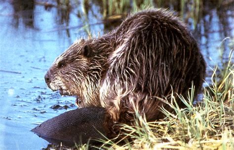 Beaver - Castor canadensis | Wildlife Journal Junior