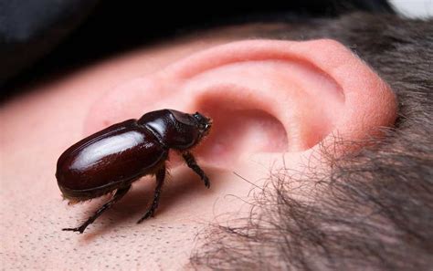 How to Remove a Bug from Your Ear | Olive oil in ear, The doctors tv ...