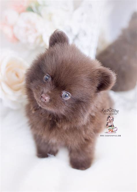 Chocolate Pomeranian Puppy | Teacup Puppies & Boutique | Pomeranian puppy teacup, Teacup puppies ...