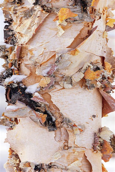 River Birch Bark Abstract II Photograph by Patti Deters - Fine Art America