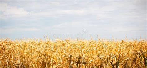 The Golden Corn Field. the Autumn Harvest, the Dry Stalks Stock Photo - Image of harvest ...