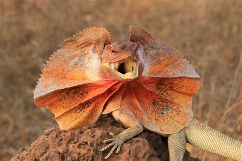 Frilled Dragon (Chlamydosaurus Kingii) - Diğer - Reptula Forum