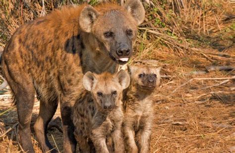 Matriarchy Animals: Unleashing the Power of Female Dominance