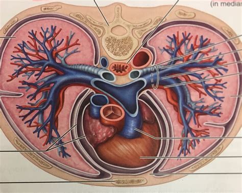 anatomical relationships of organs in the thoracic cavity Diagram | Quizlet