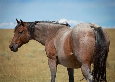 Roan Horses - Colors, Genetics & Breeds - Helpful Horse Hints