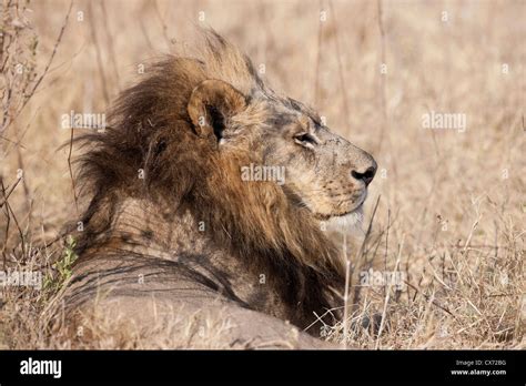 Rare maned lioness hi-res stock photography and images - Alamy