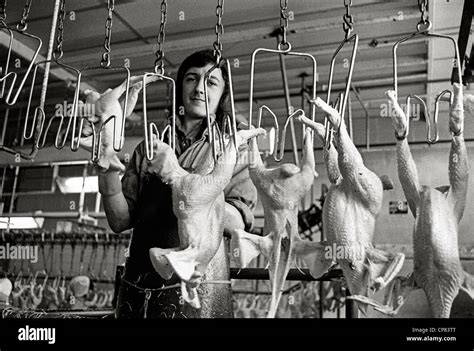 Slaughter house in Chicken factory with underage workers Britain 1970's Stock Photo - Alamy