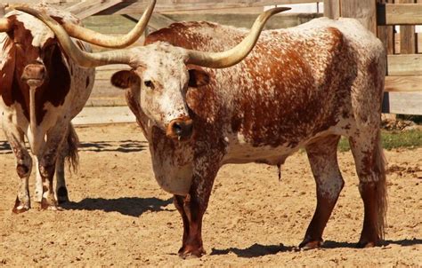 Texas Longhorn Cattle Info, Size, Lifespan, Uses, and Pictures