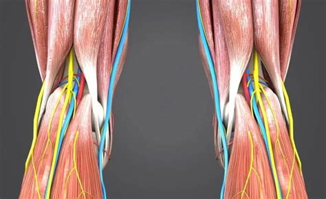 Knee Pain at the Back of the Knee - Causes, Symptoms, Treatment