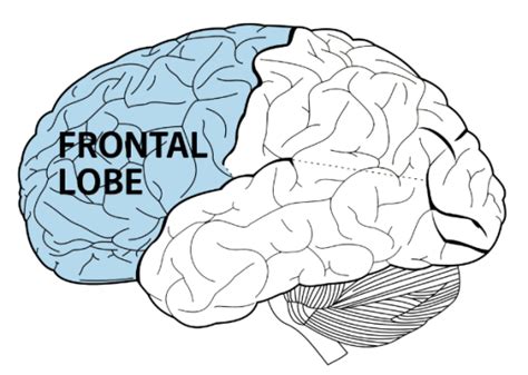 ADHD & the Brain