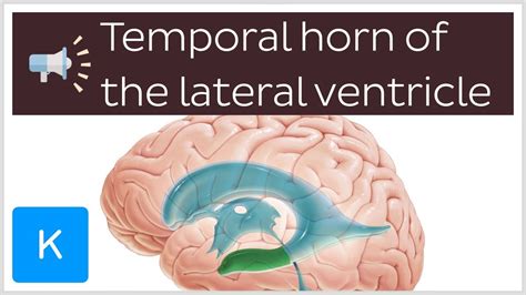 Temporal horn of the lateral ventricle | Anatomical Terms Pronunciation ...