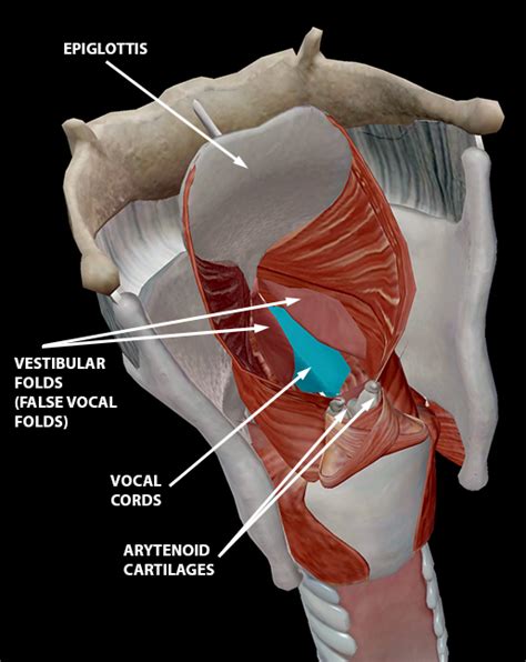 Something to Talk About: The Anatomy of Speech Sounds