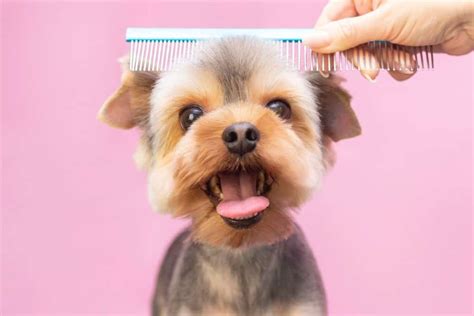 Best Groomed Dogs in the world The ultimate guide | hencoop