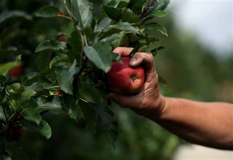 Best Places To Go Apple Picking in NJ