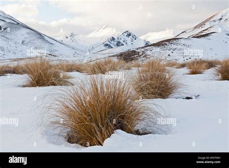 Tussock grass in snow at Lindis Pass, mountain scenery, Otago, South ...