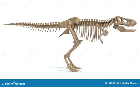 Tyrannosaurus Rex Skeleton stock illustration. Illustration of museum - 119895453