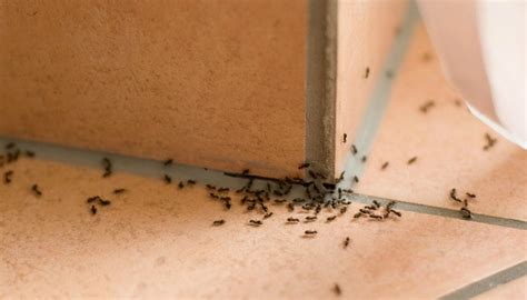 Defending Your Kitchen: How to Repel Ants this Spring | Ant Pest Control