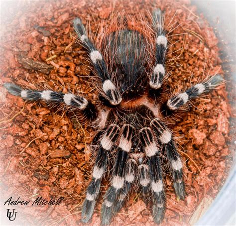 Brazilian Whiteknee tarantula Acanthoscurria geniculata