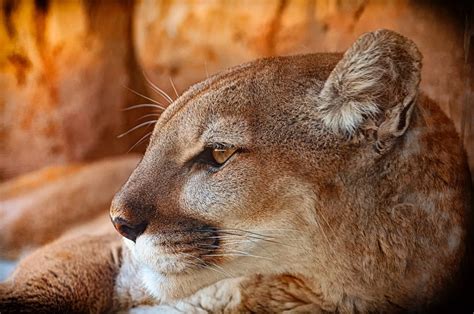 CAUTION: Mountain Lion Spotted on Boulders’ Anne U. White Trail ...