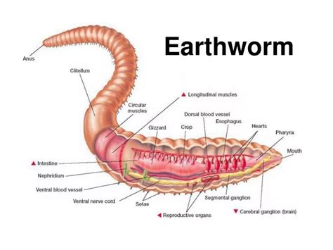 PPT - Earthworm PowerPoint Presentation, free download - ID:2989449