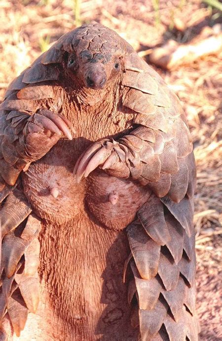 The birth of a pangolin - Africa Geographic