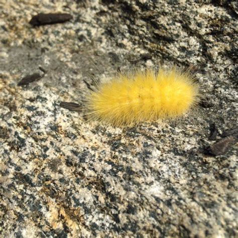 Virginian Tiger Moth Caterpillar (aka Yellow Woolly Bear Caterpillar) | Project Noah