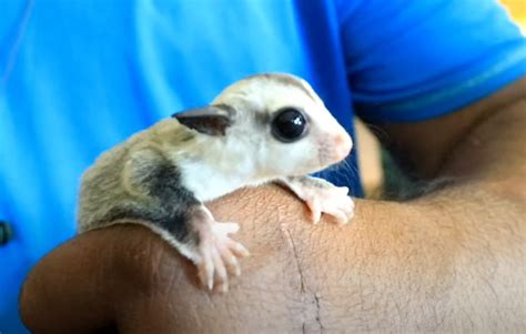 How To Get Sugar Glider Breeds - PETLOQ