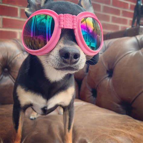 Doggles Dog Goggles for Chihuahuas and Small Dogs 6 COLOURS – My Chi and Me