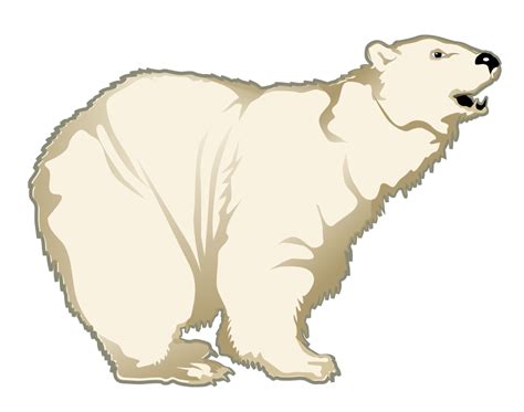 Polar white bear PNG