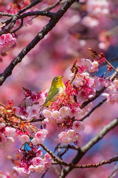 Cherry blossom and White-eyes, Tokyo, Japan....nothing compares to the beauty of God's creation ...