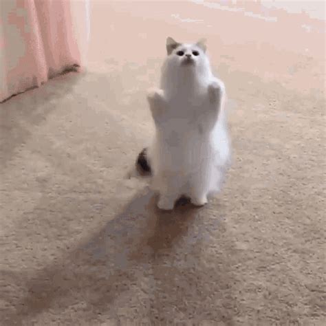 Cute Cat GIF - Cute Cat Boop - Discover & Share GIFs