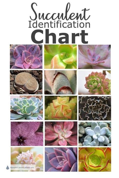 Succulent Identification Chart - find your unknown plant here | Types ...