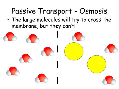 PPT - The Movement of Molecules: Diffusion, Osmosis & Active Transport PowerPoint Presentation ...