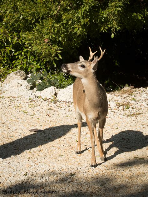 Florida's Key Deer - Exploring Nature by Sheila Newenham