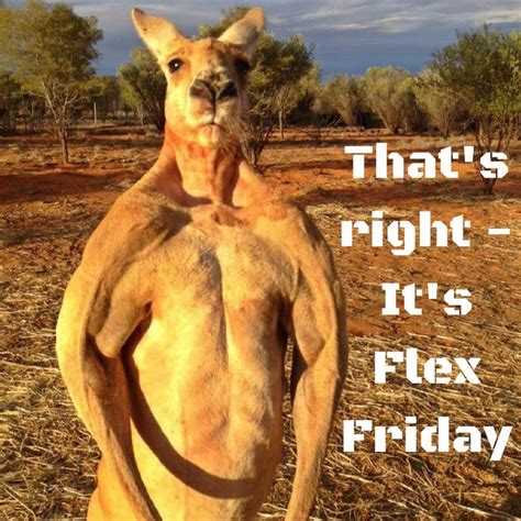 Happy Flex Friday from HomeFront Fitness! | Animals, Kangaroo, Funny animals