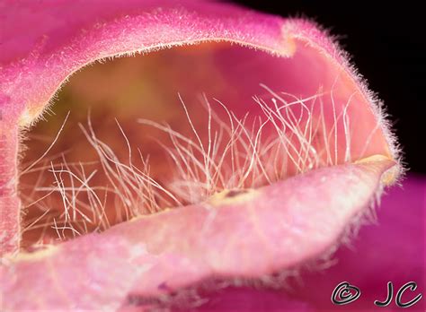 roof of mouth bone structure